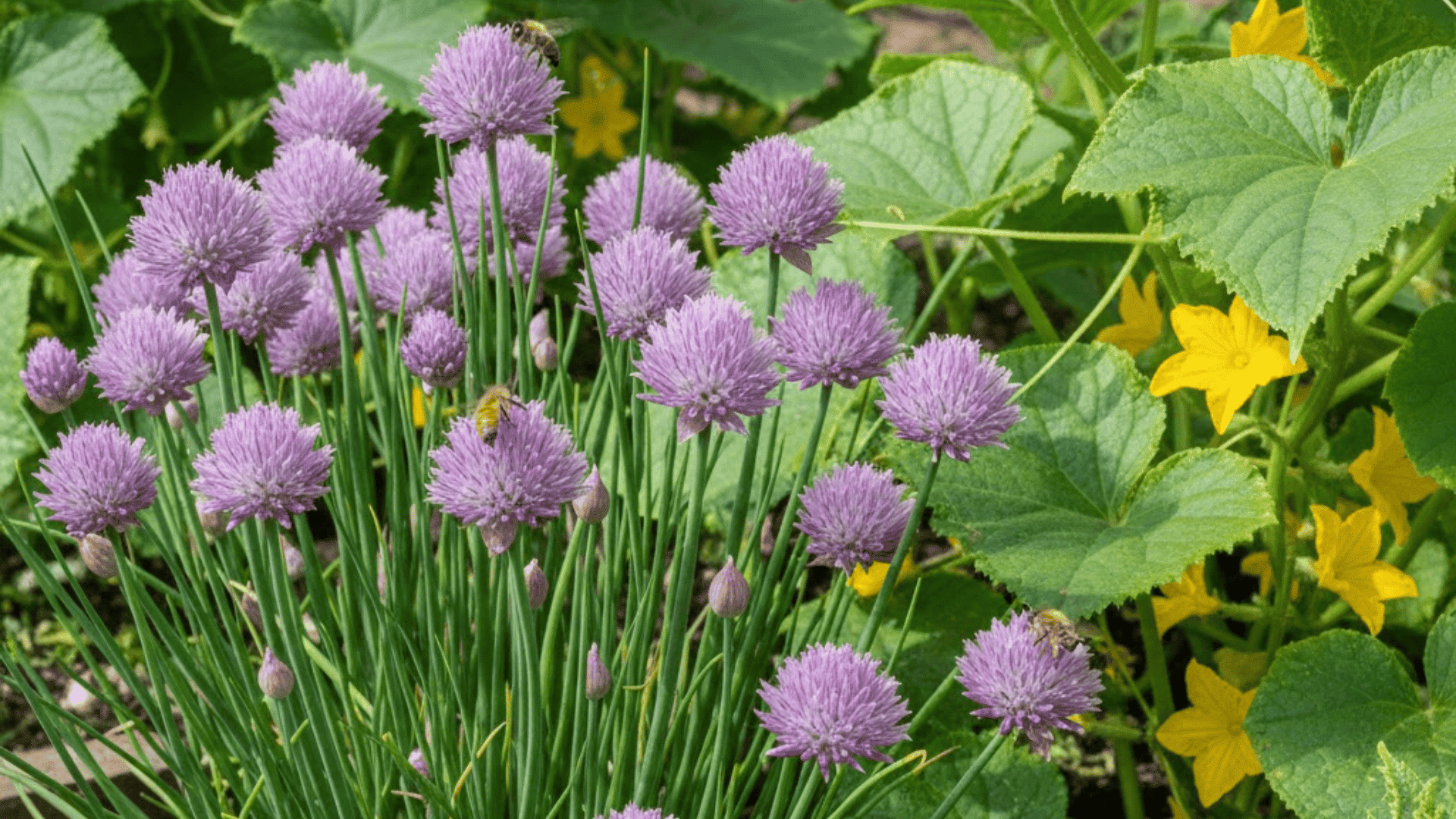 chives
