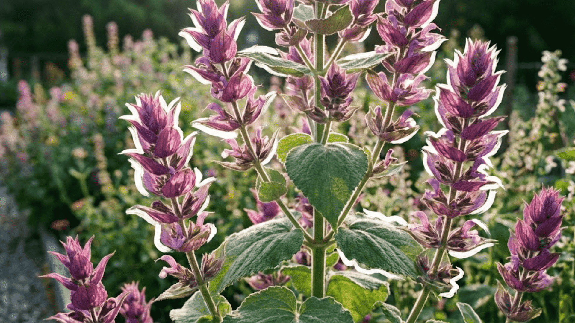 clary sage
