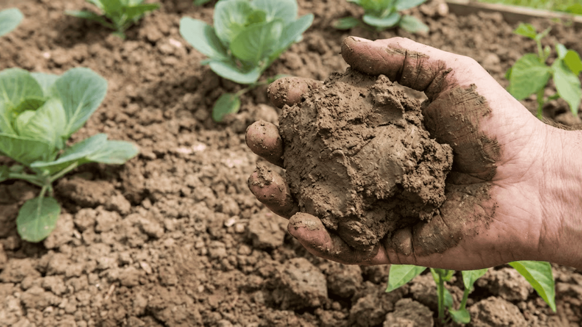 clay soil