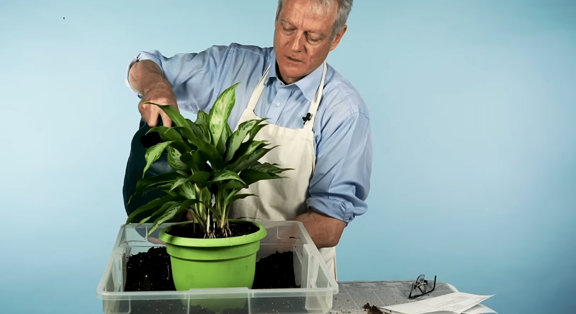 clean the leaves and water