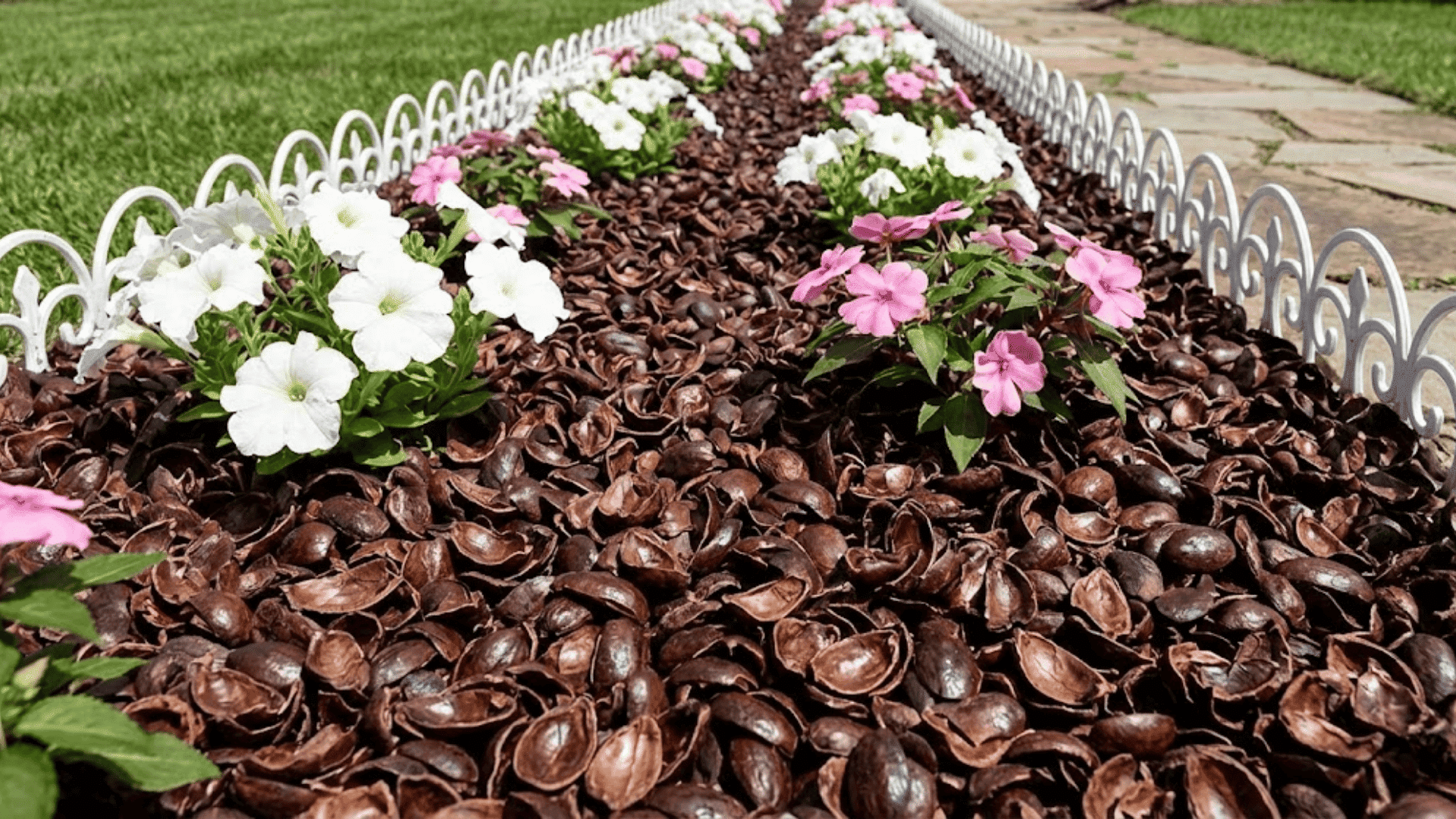cocoa bean hulls