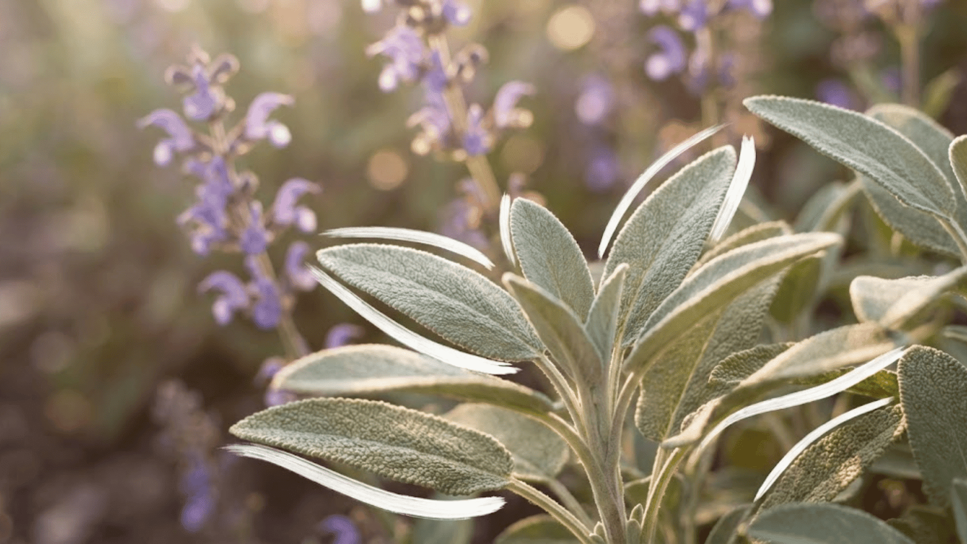 common sage