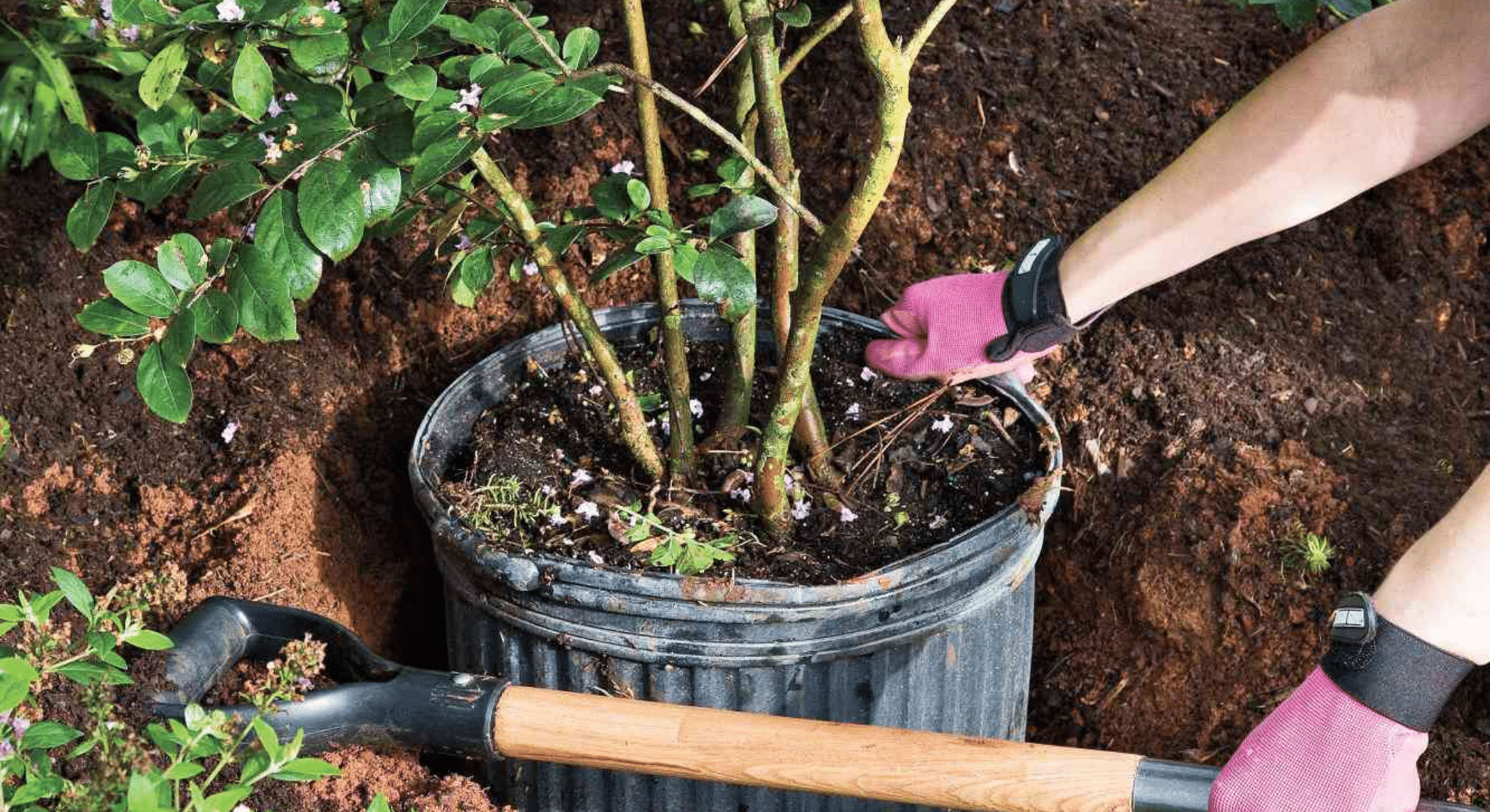 creating a watering schedule during blooming season