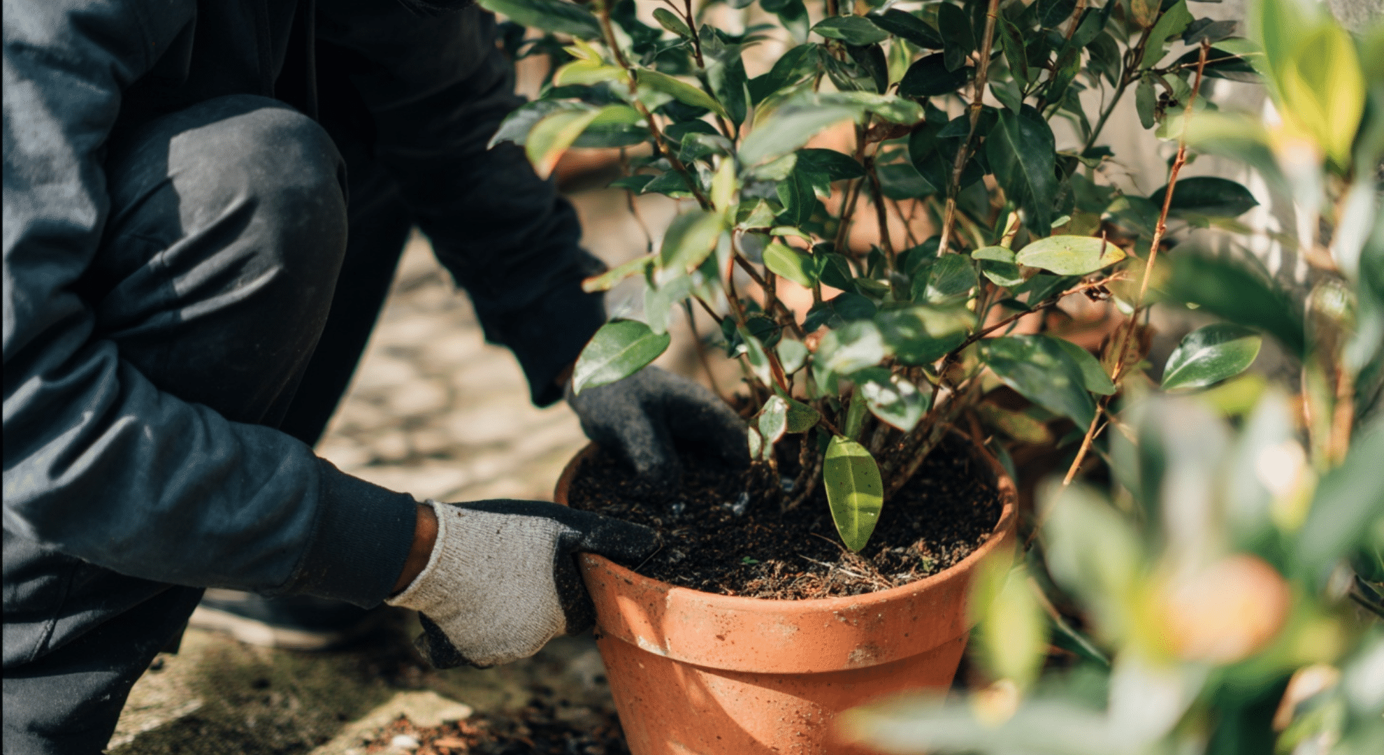 debugging plants before bringing them indoors