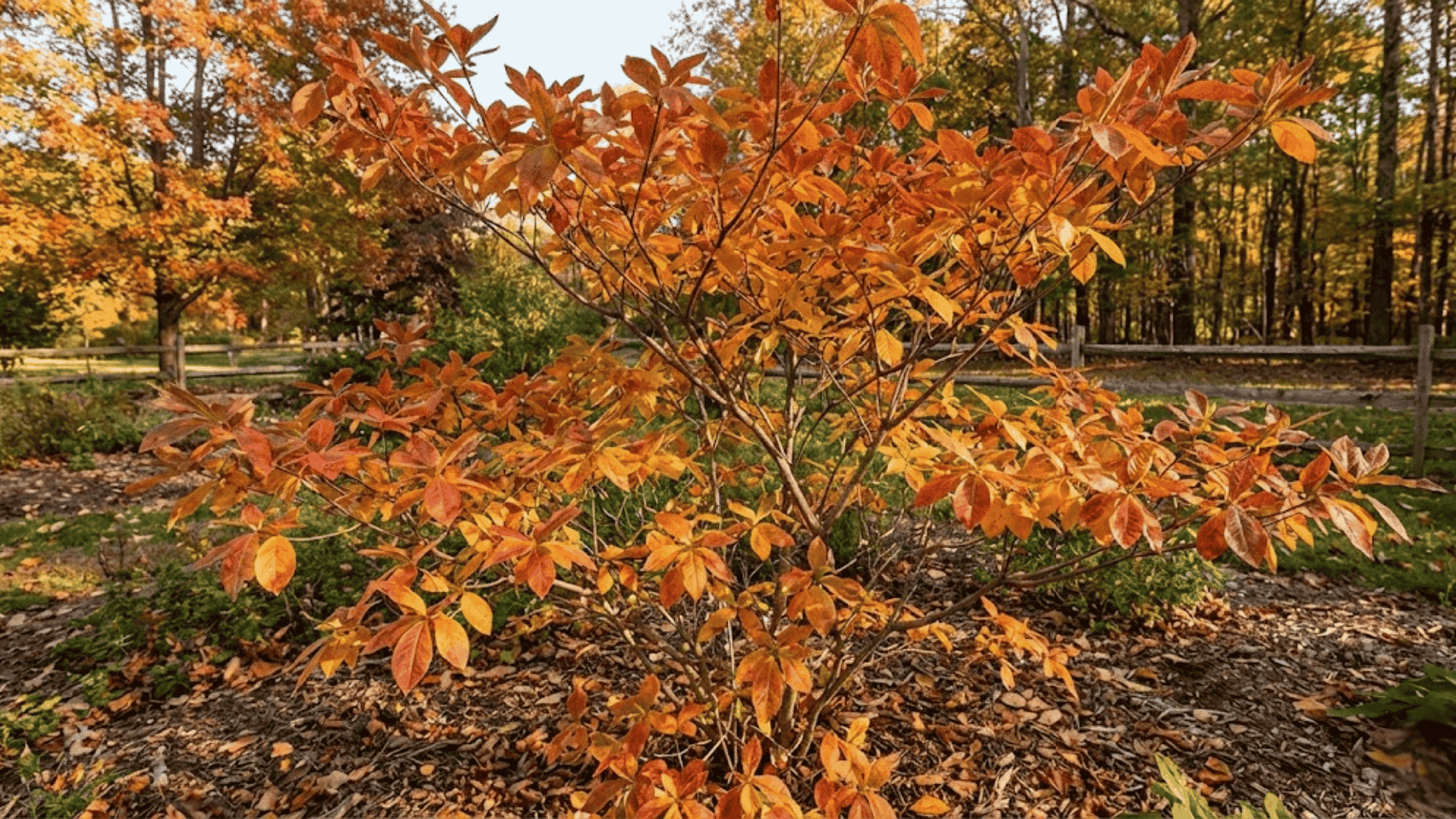 deciduous azaleas explained
