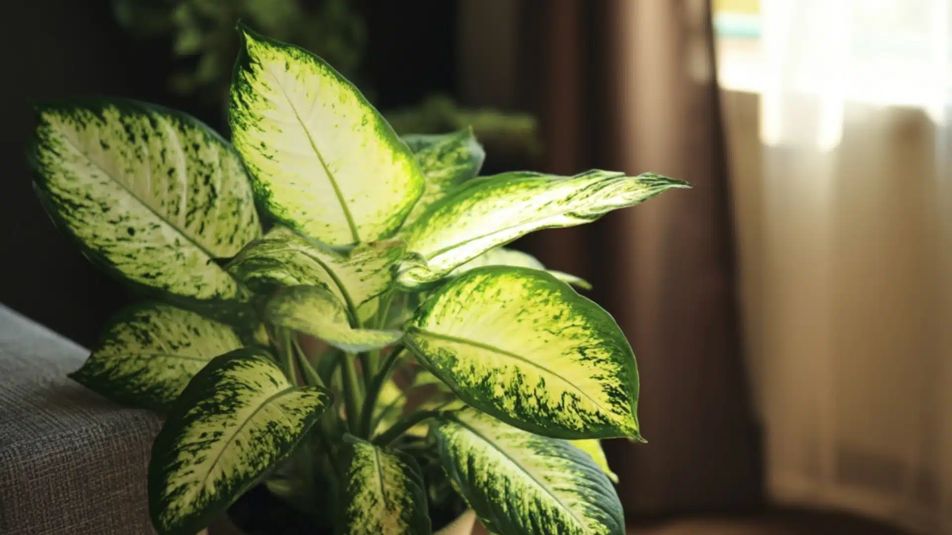 dieffenbachia with large green leaves and creamy white centers displayed in a bright indoor room