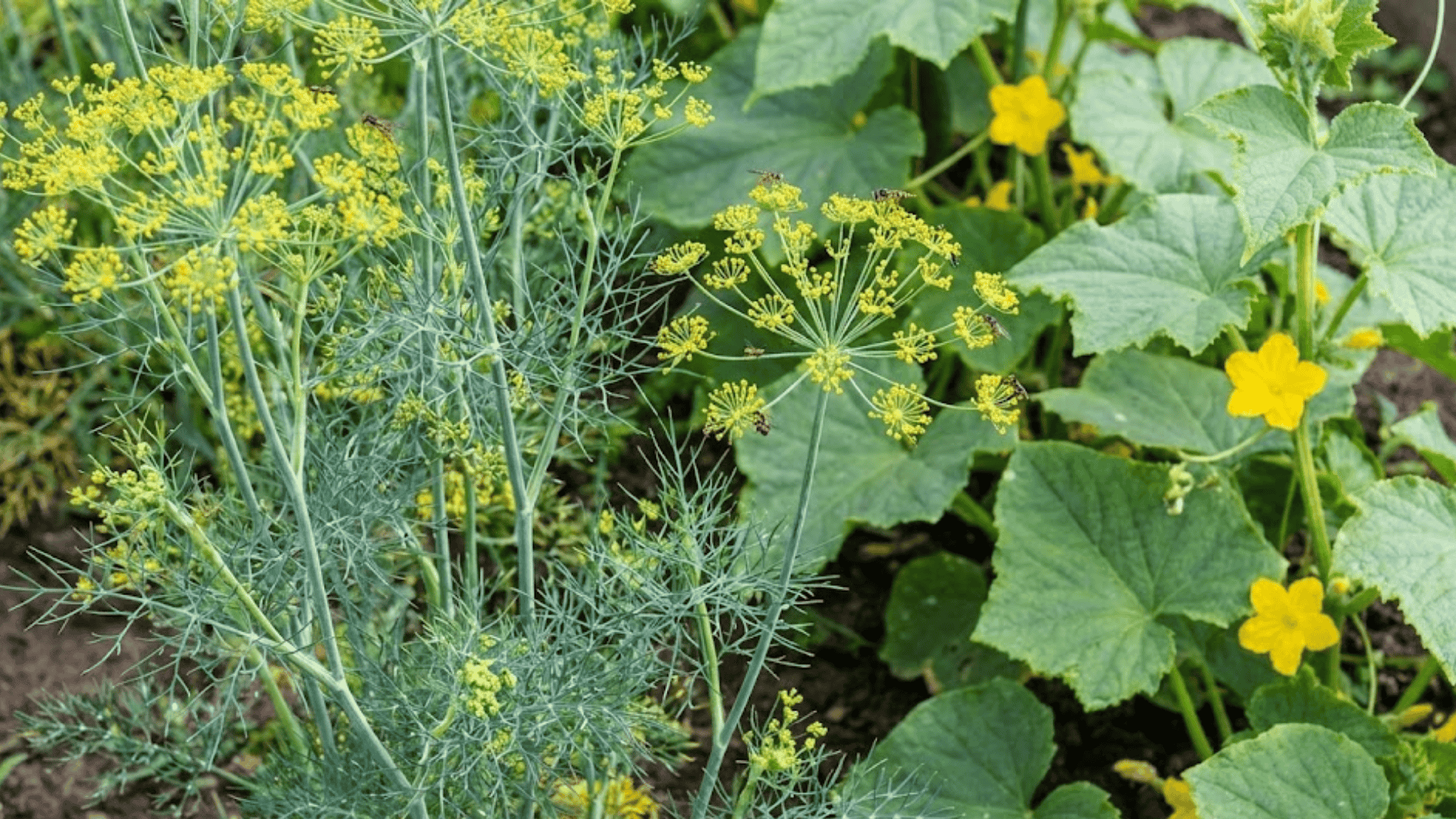 dill