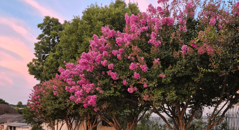 easy crepe myrtle care for stunning results