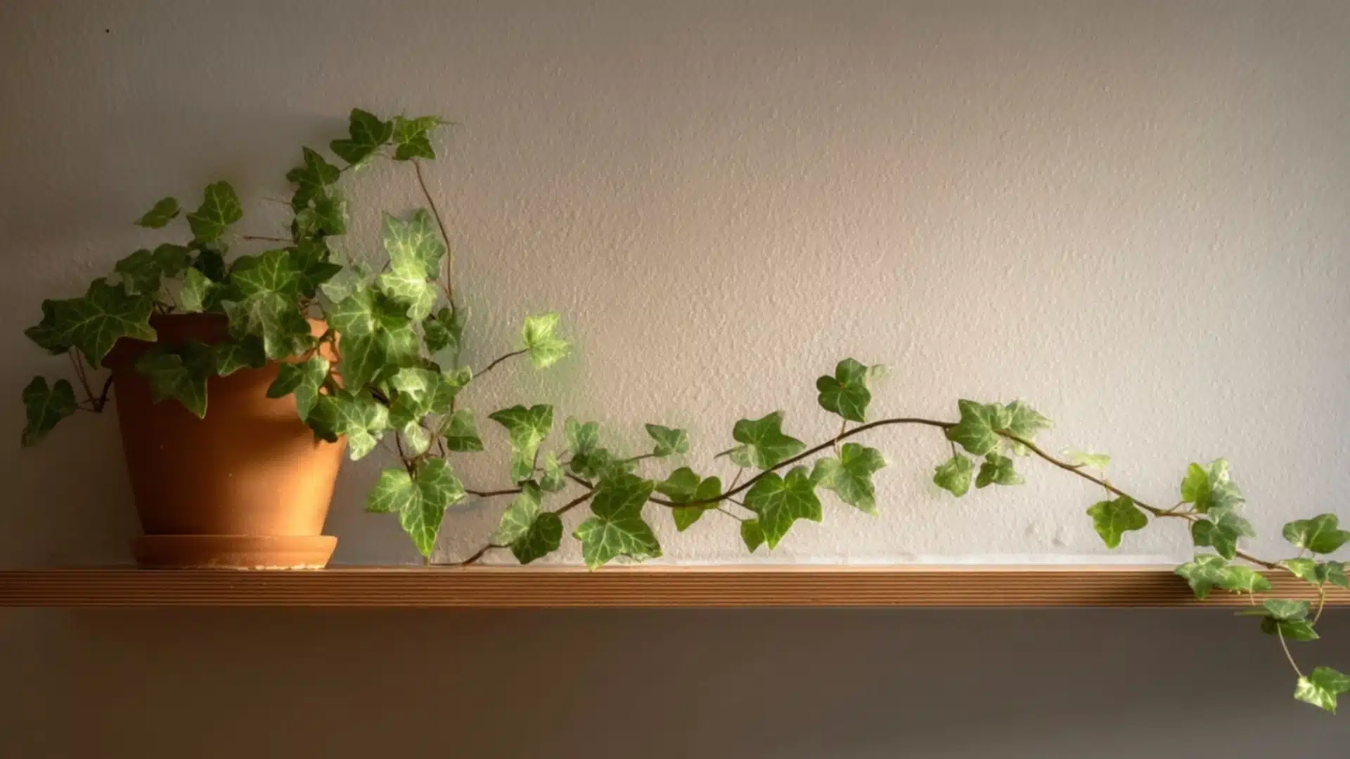 english ivy with trailing green vines and pointed leaves growing from a terracotta pot on a shelf