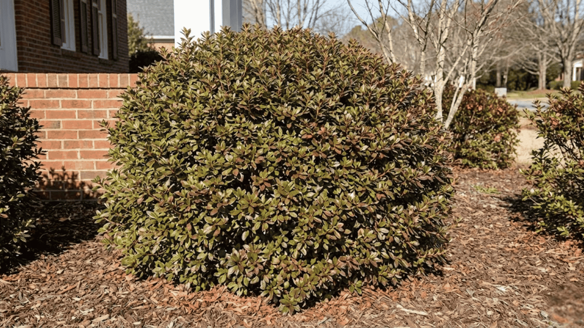 evergreen azaleas explained
