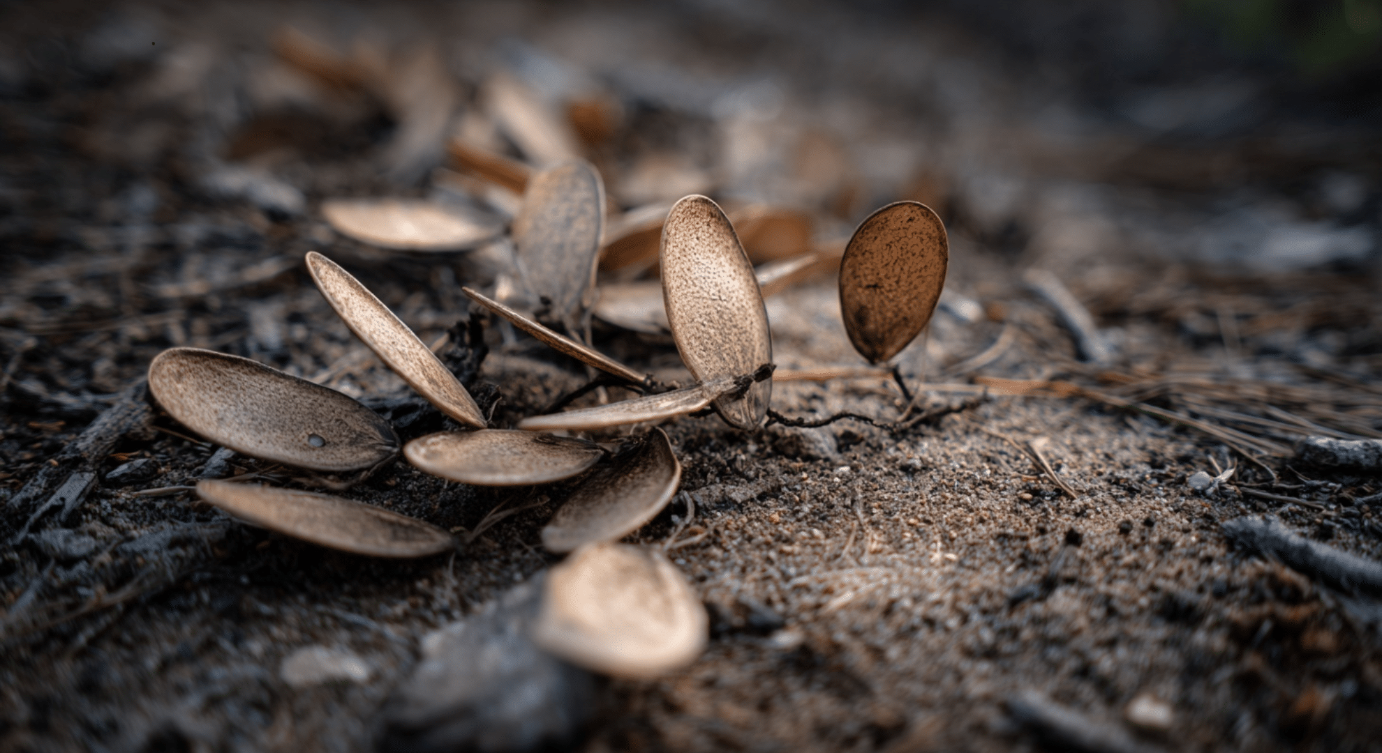 flat or papery seed pods