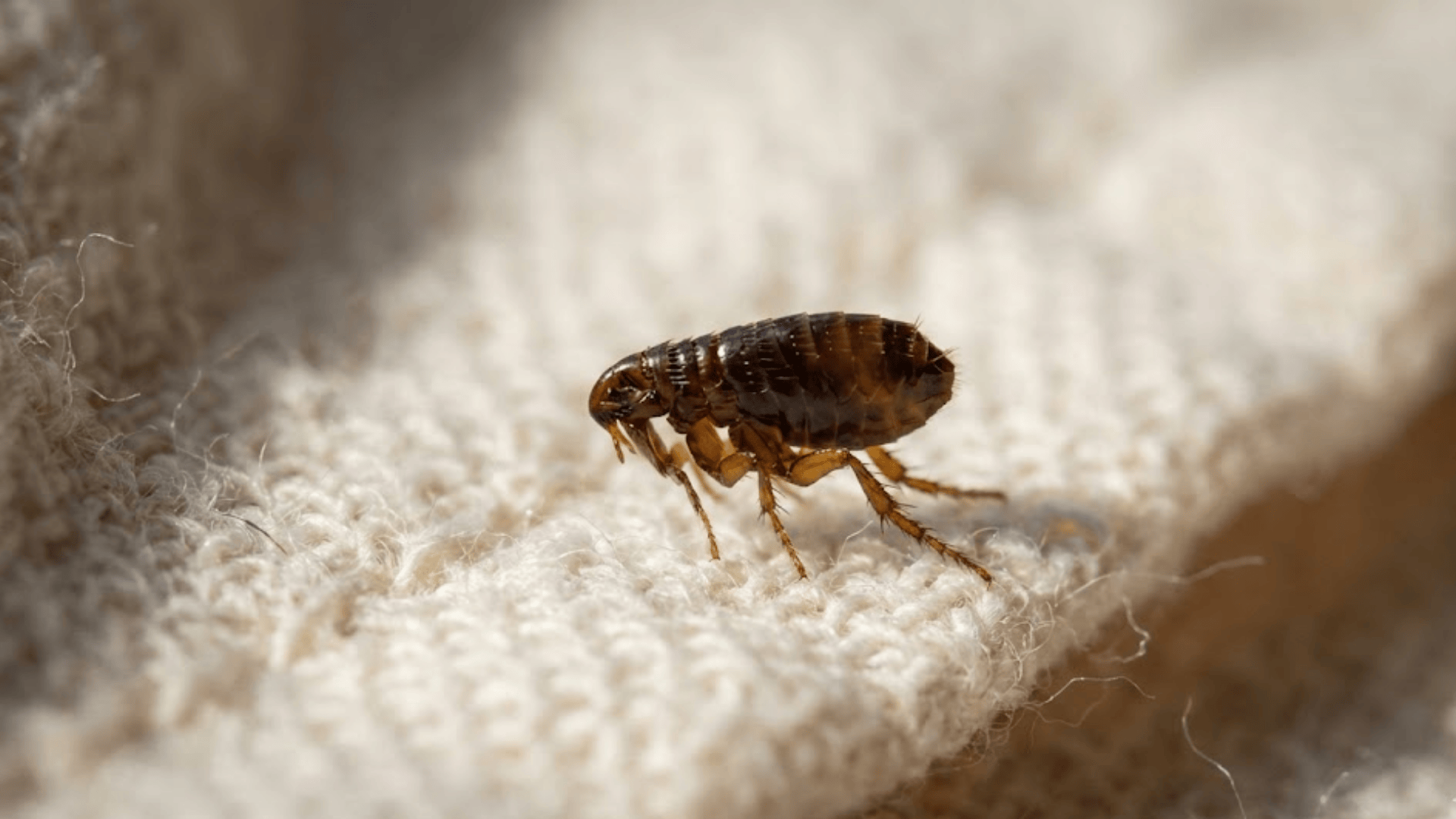 fleas in house how to get rid of them for good