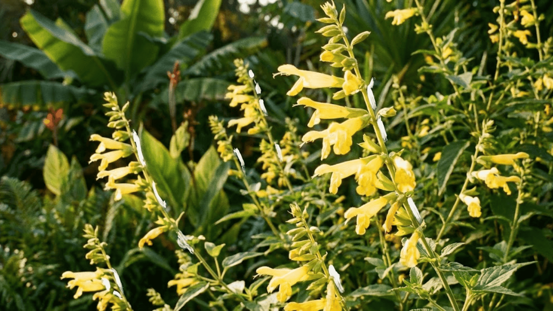forsythia sage