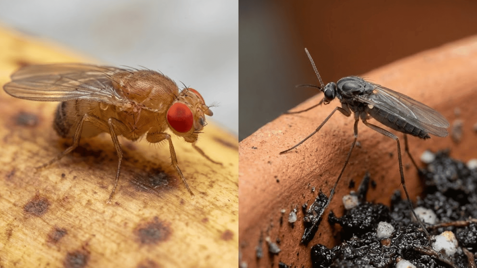 side by side comparison of fruit fly and fungus gnat showing body shape and color
