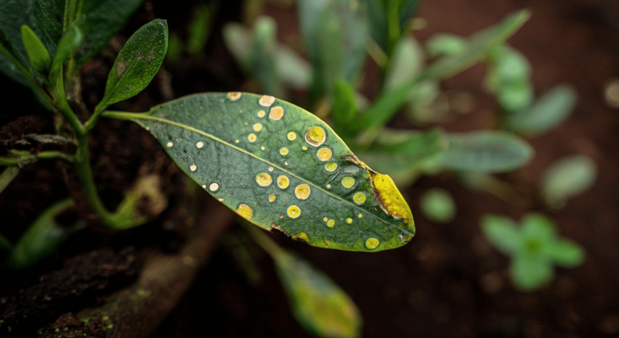 fungal diseases