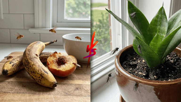 tiny fruit flies and fungus gnats comparison showing key differences in appearance