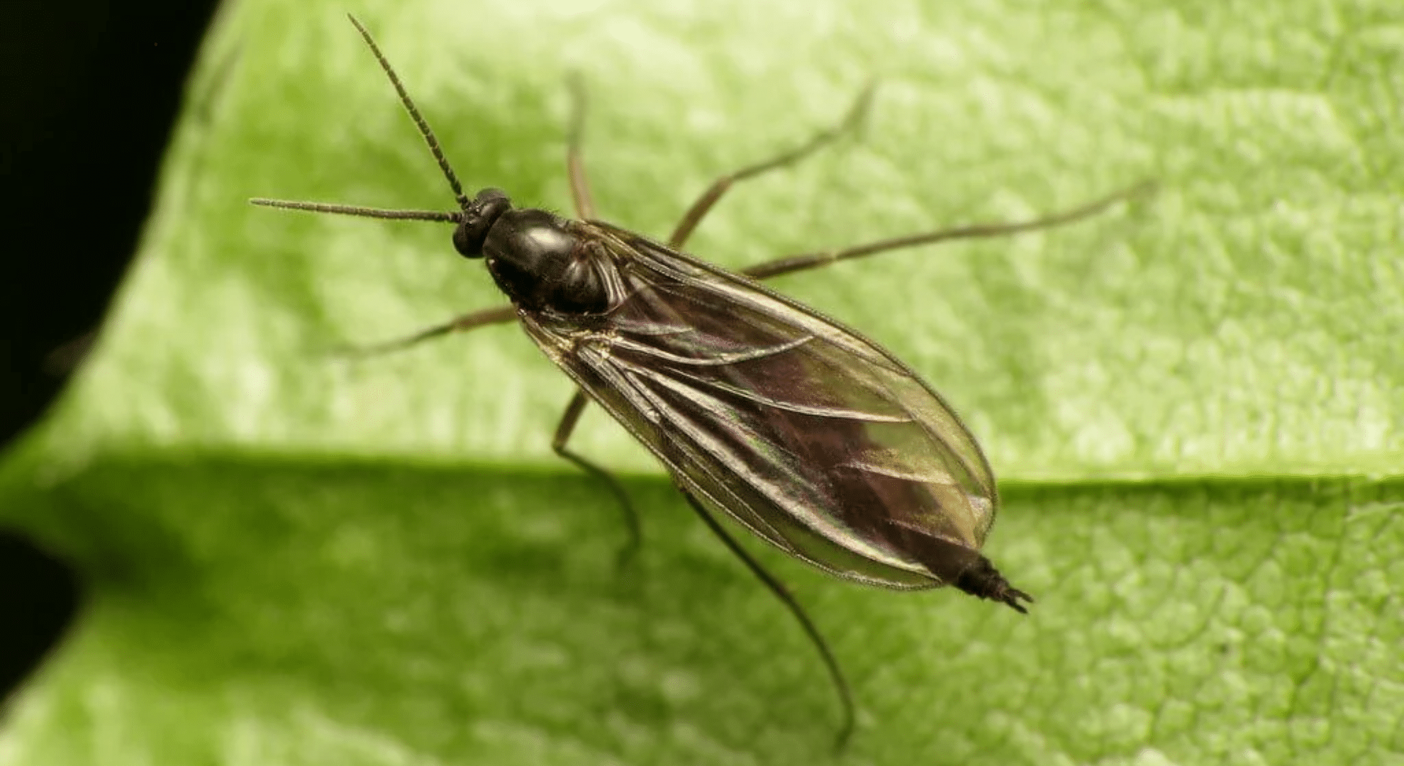 fungusgnats