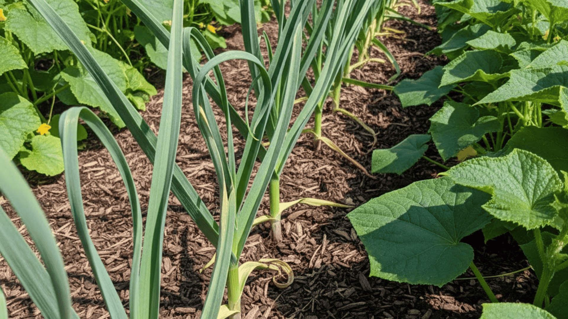 garlic