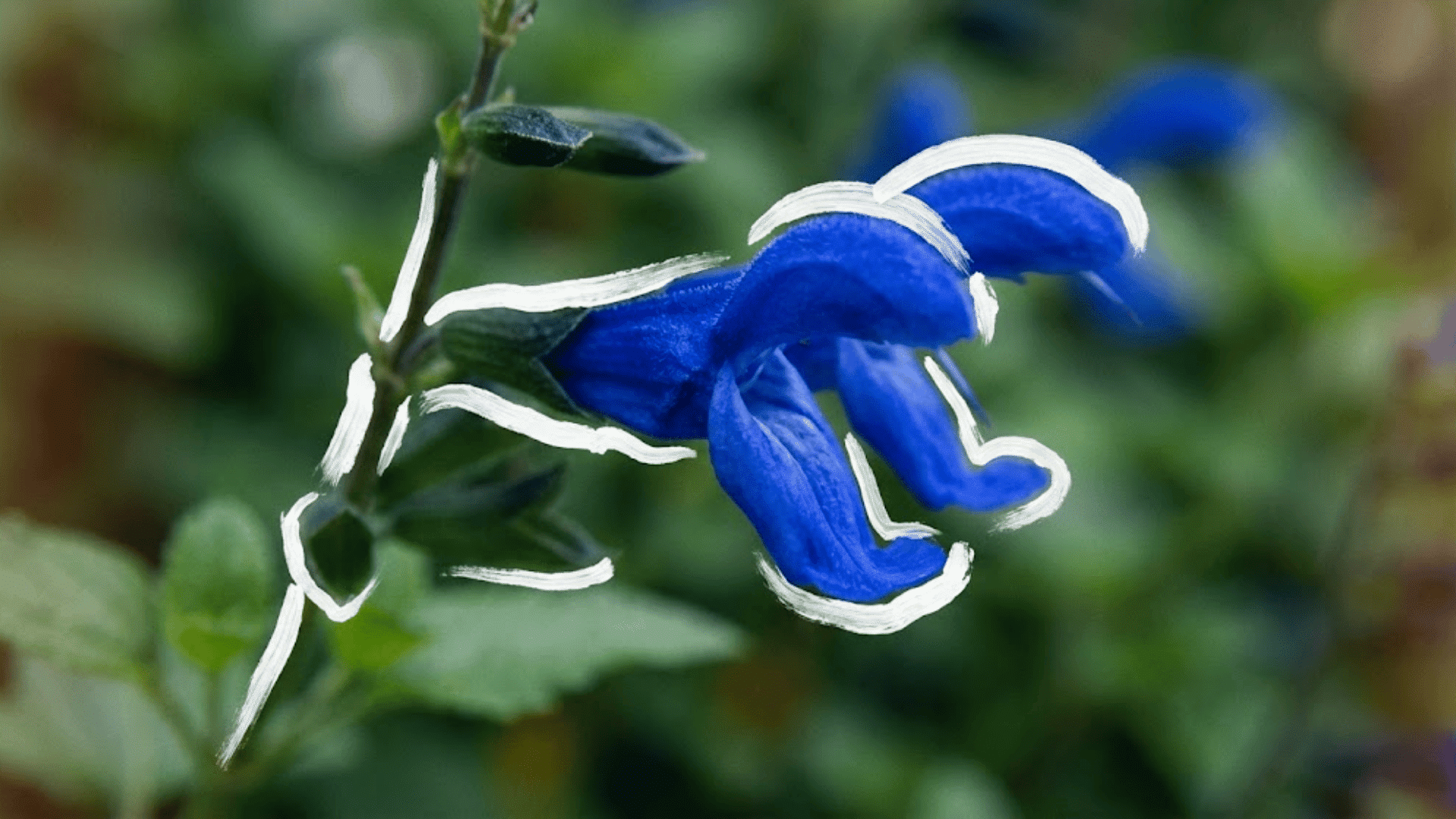 gentian sage