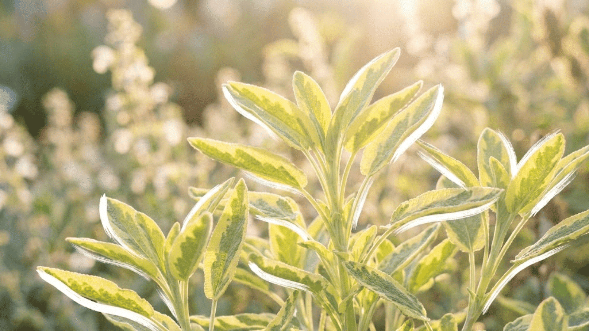 golden sage