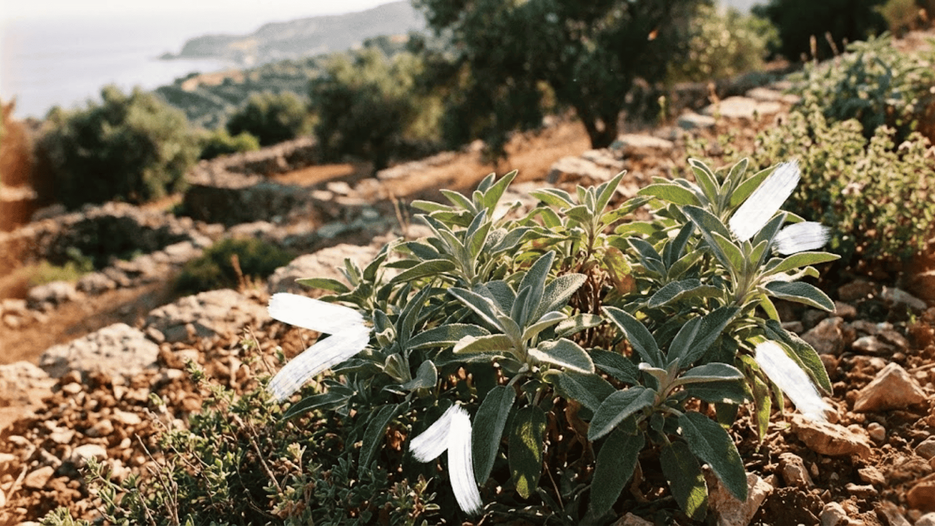 greek sage