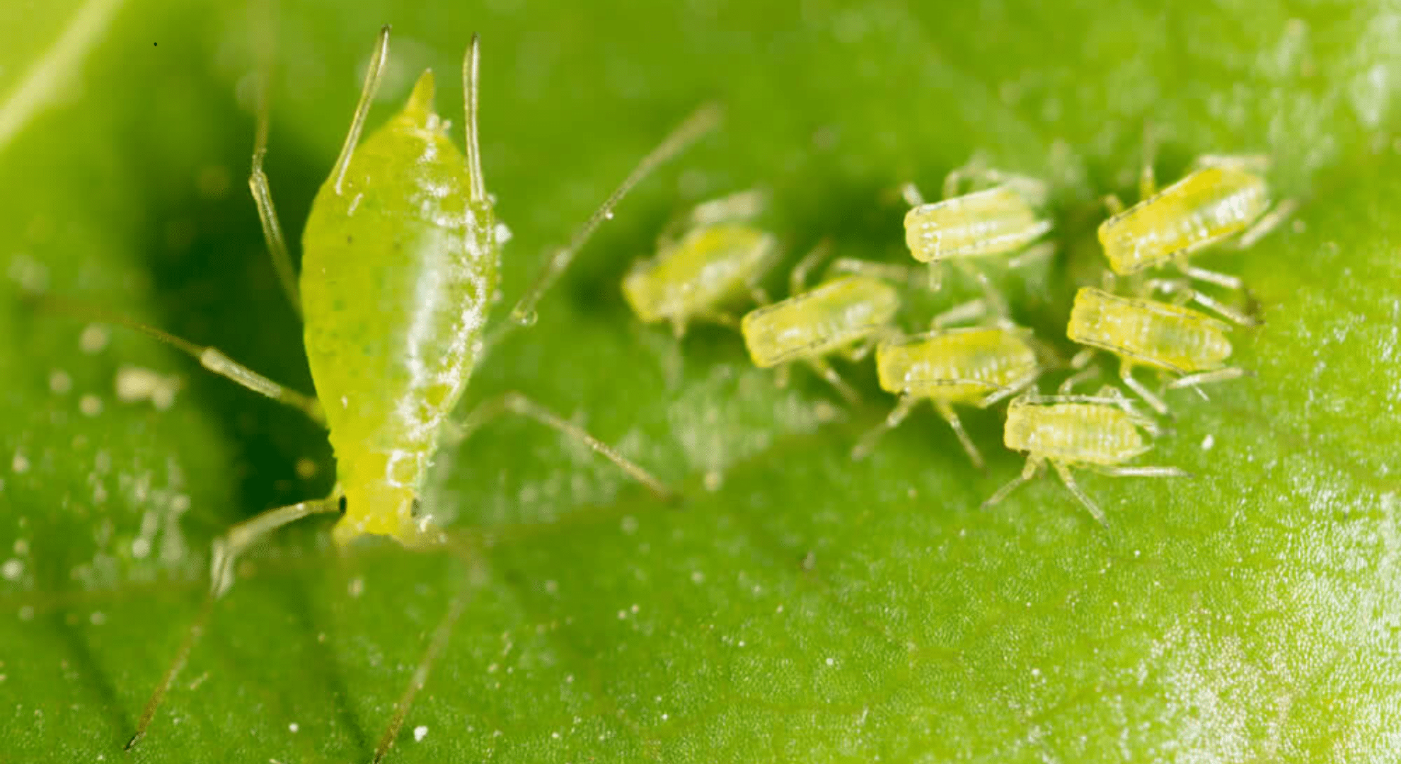 green aphids