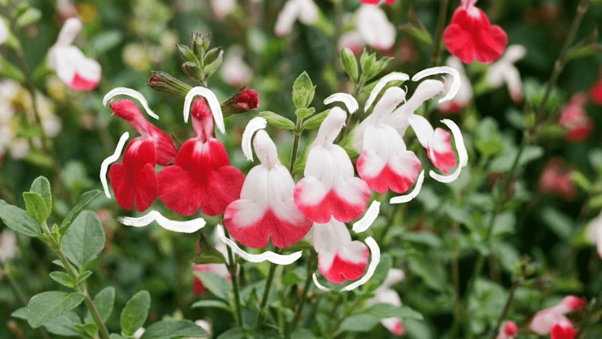 hot lips sage