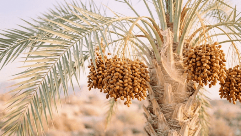 how do dates grow