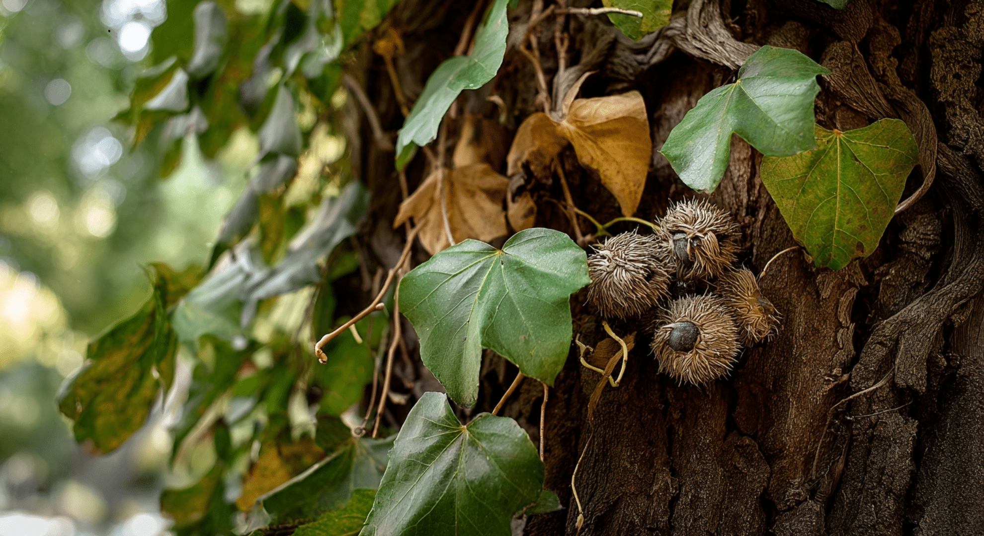 how leaves bark and tree shape help confirm identification