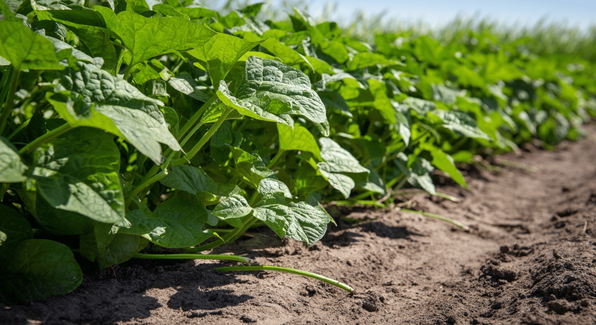 how long sweet potatoes takes to grow