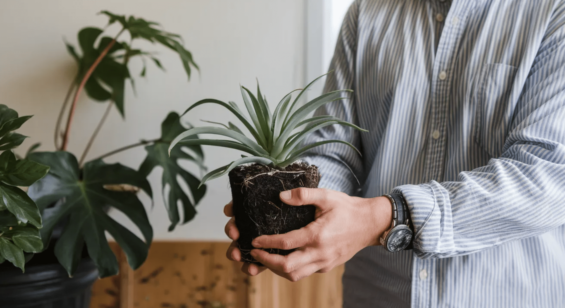 how thrips enter your home and why you might have them