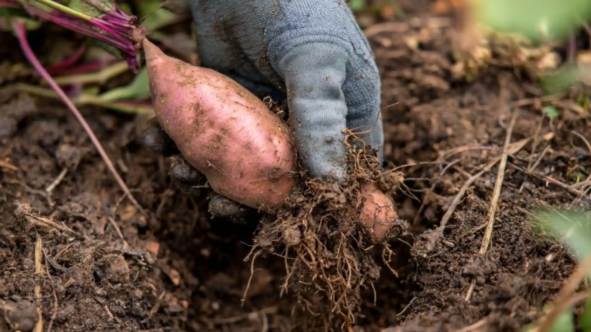 hand harvesting sweet potato roots from soil with gloves showing fresh underground tubers