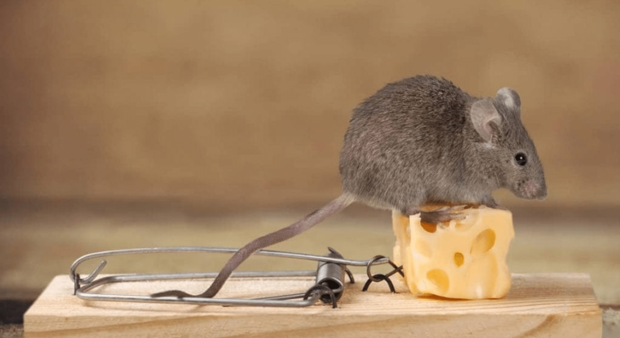 how to get rid of mice in walls without making the problem worse