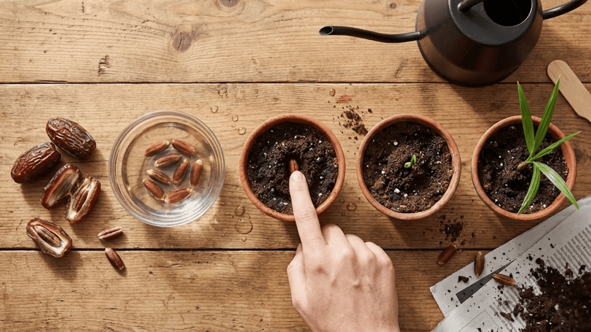 how to grow dates from-seeds