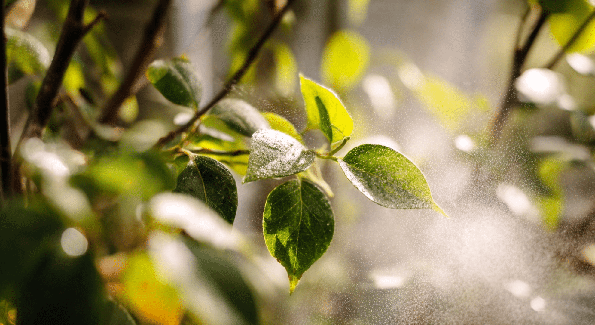 insecticidal soap for soft bodied pests