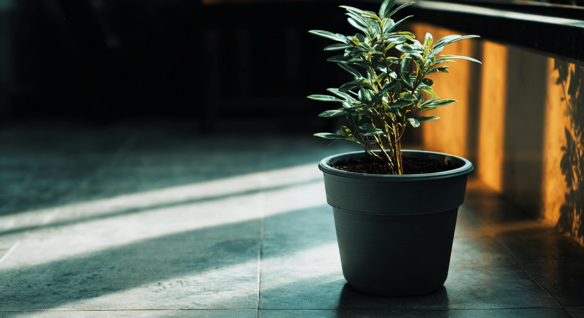 isolate the plant this always comes first