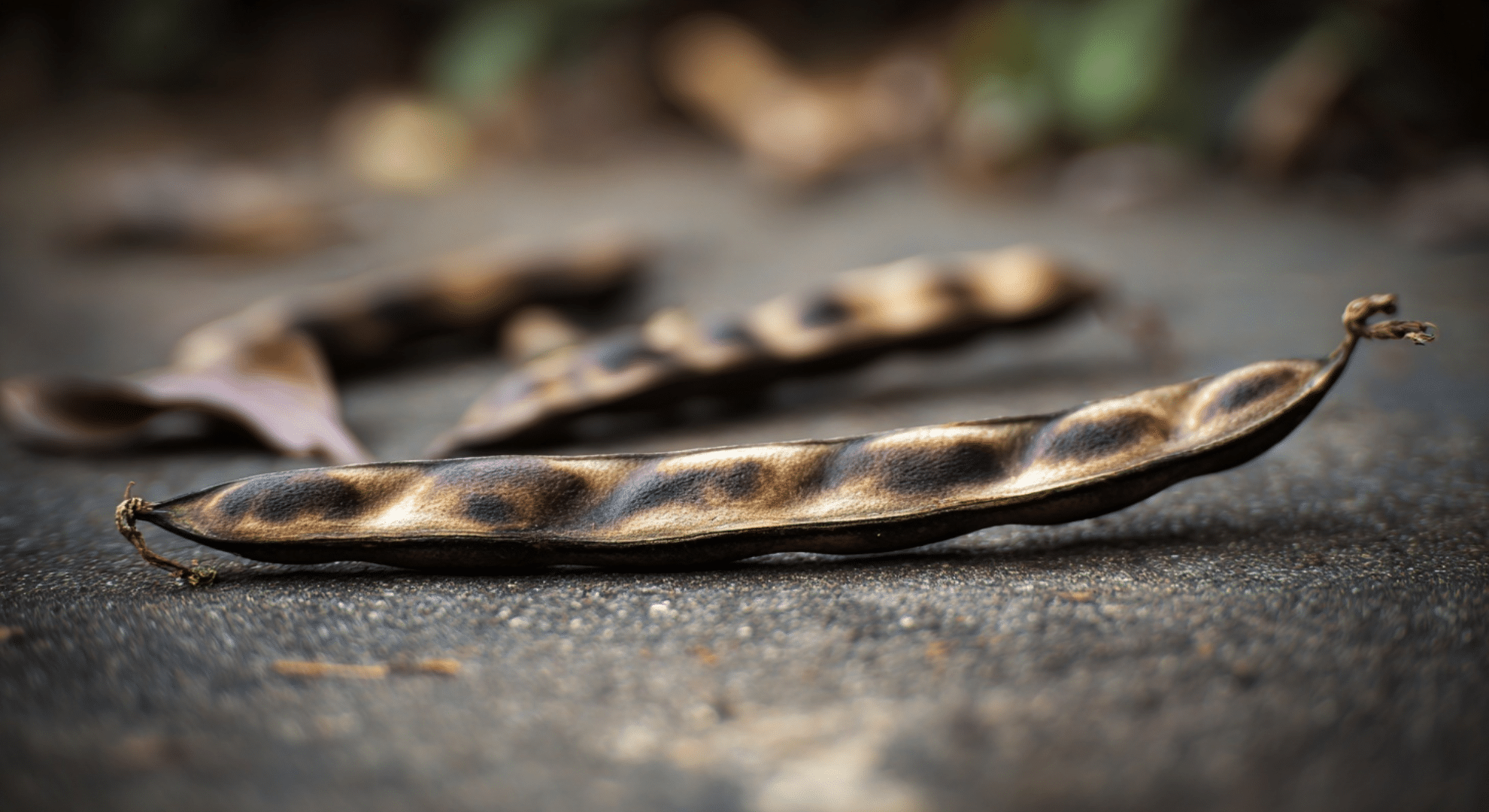 long bean like seed pods