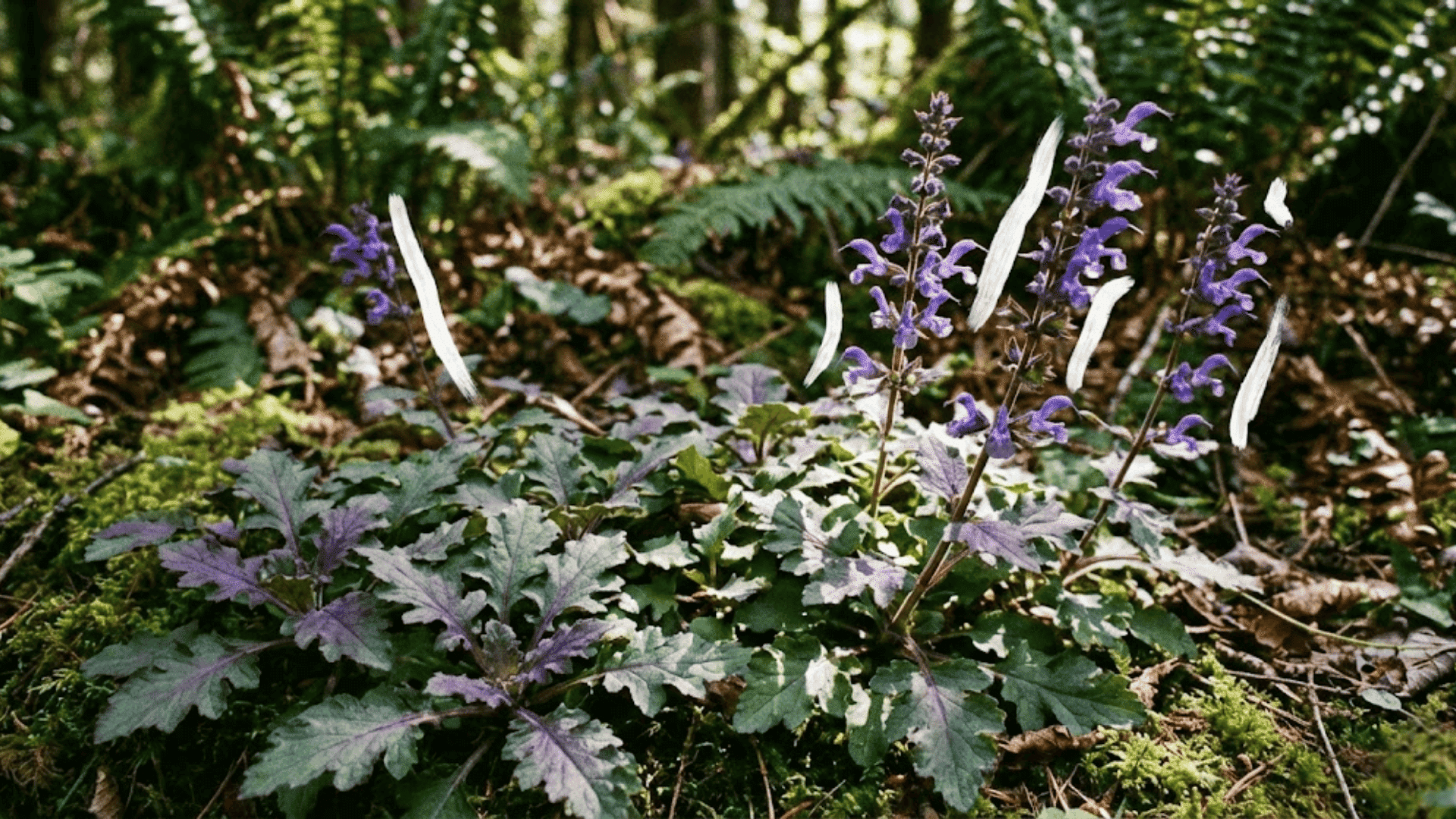 lyreleaf sage