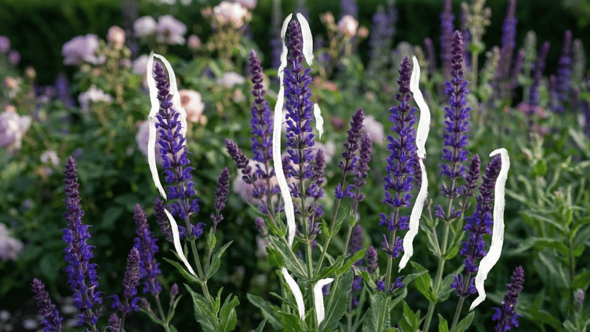 may night sage