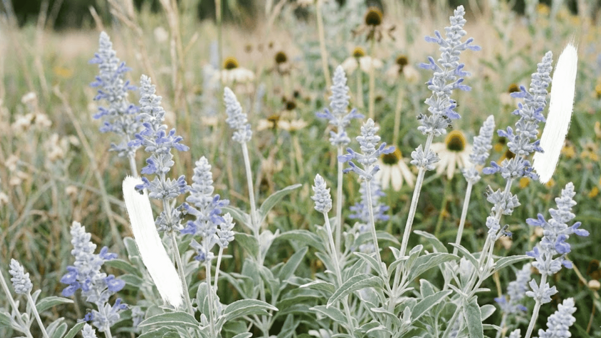 mealy cup sage