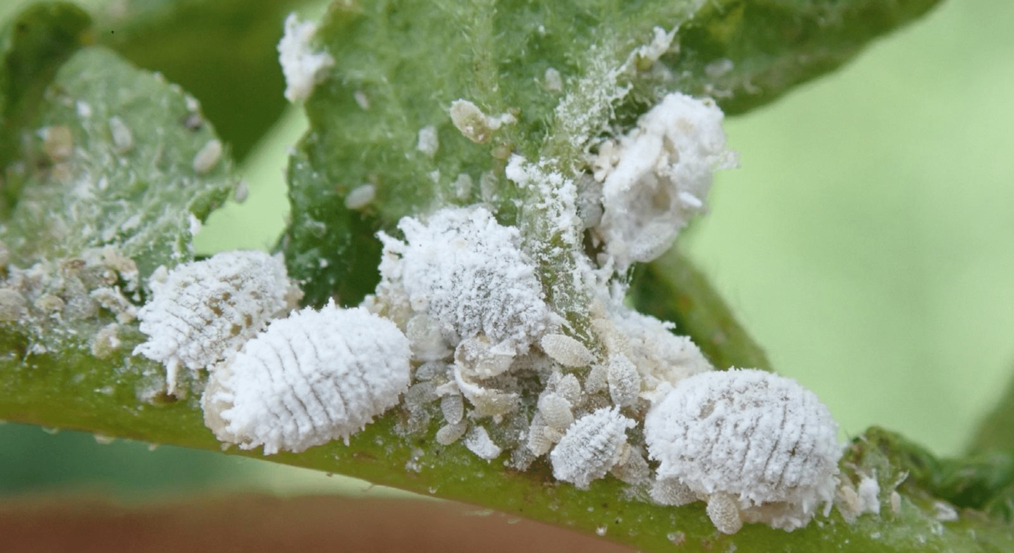mealybugs