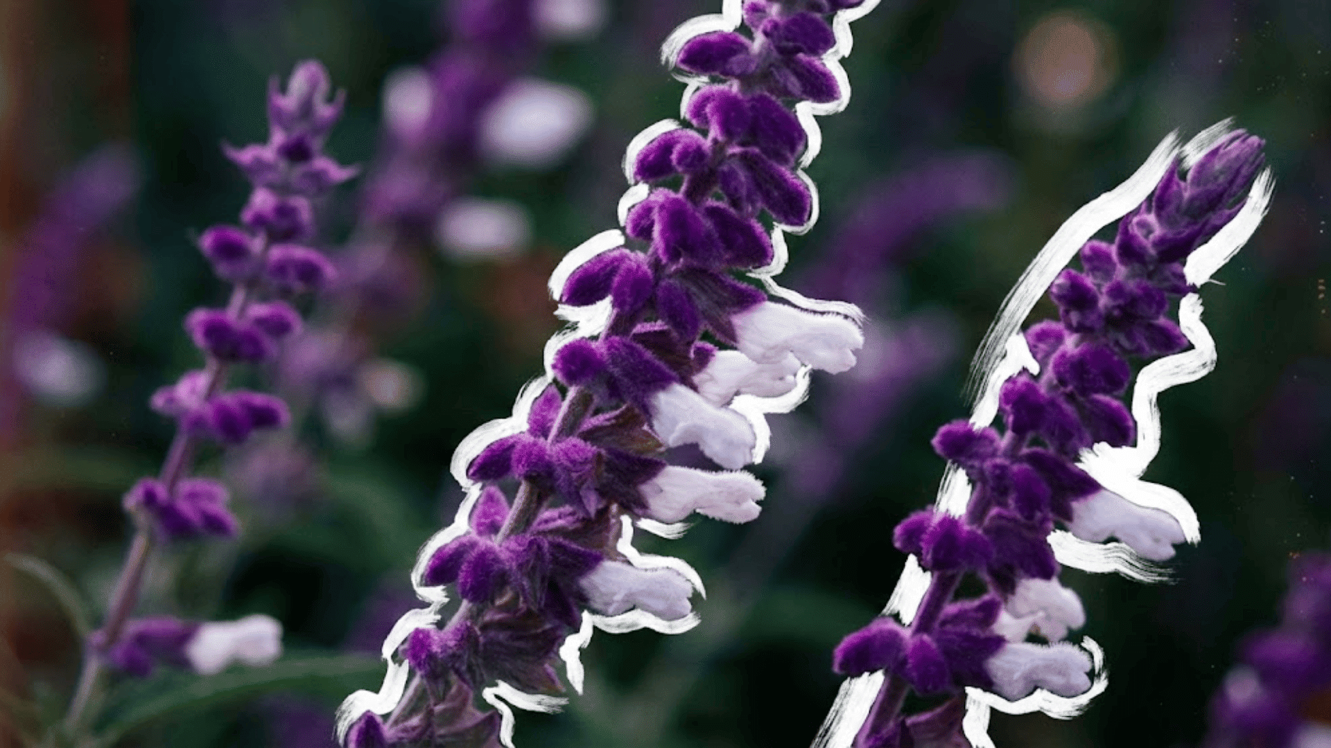 mexican bush sage