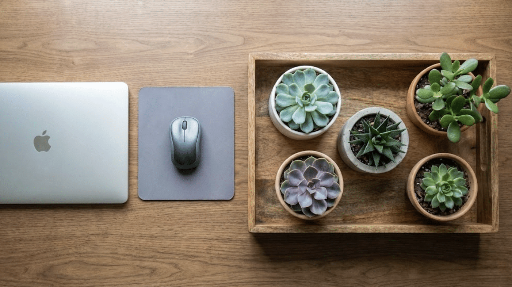 mini succulent arrangements