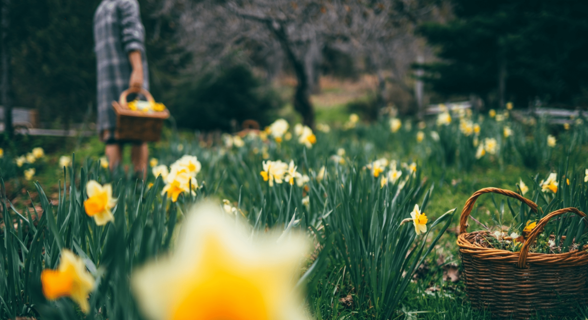 a person standing in a garden of flowers in full bloom