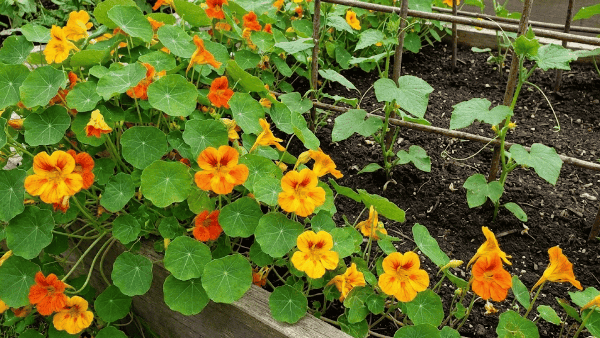 nasturtiums