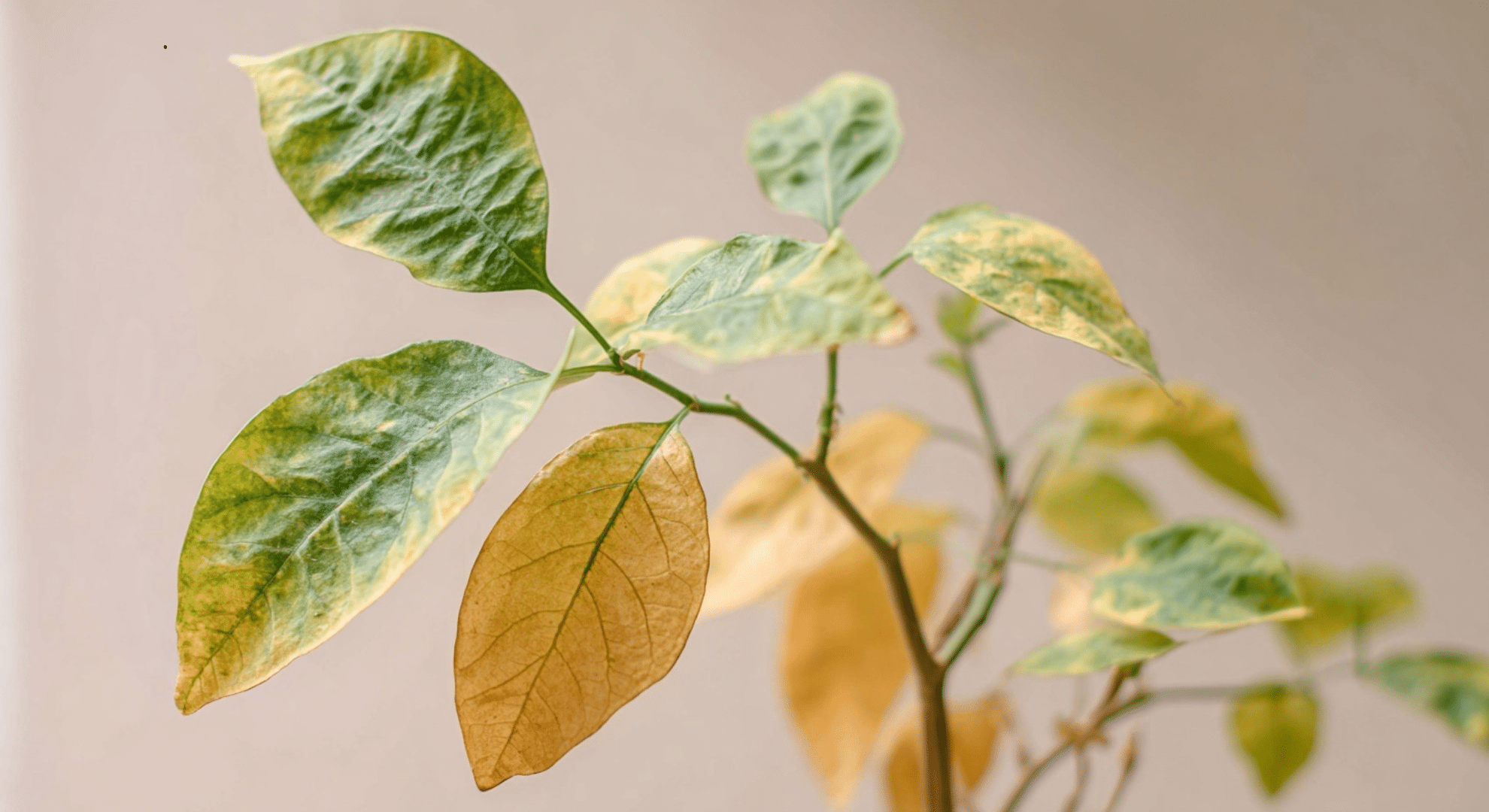 nutrient deficiencies that look like infection
