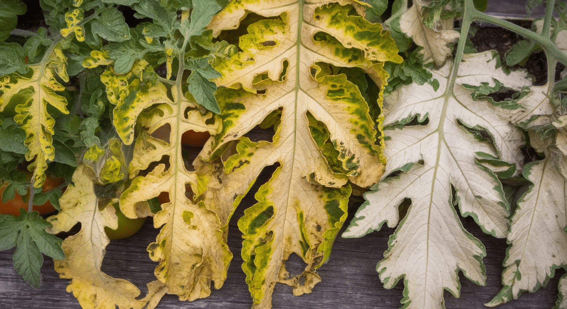 nutrient deficiencies