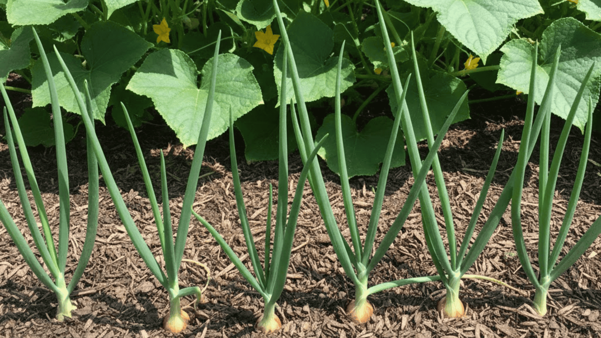 onions