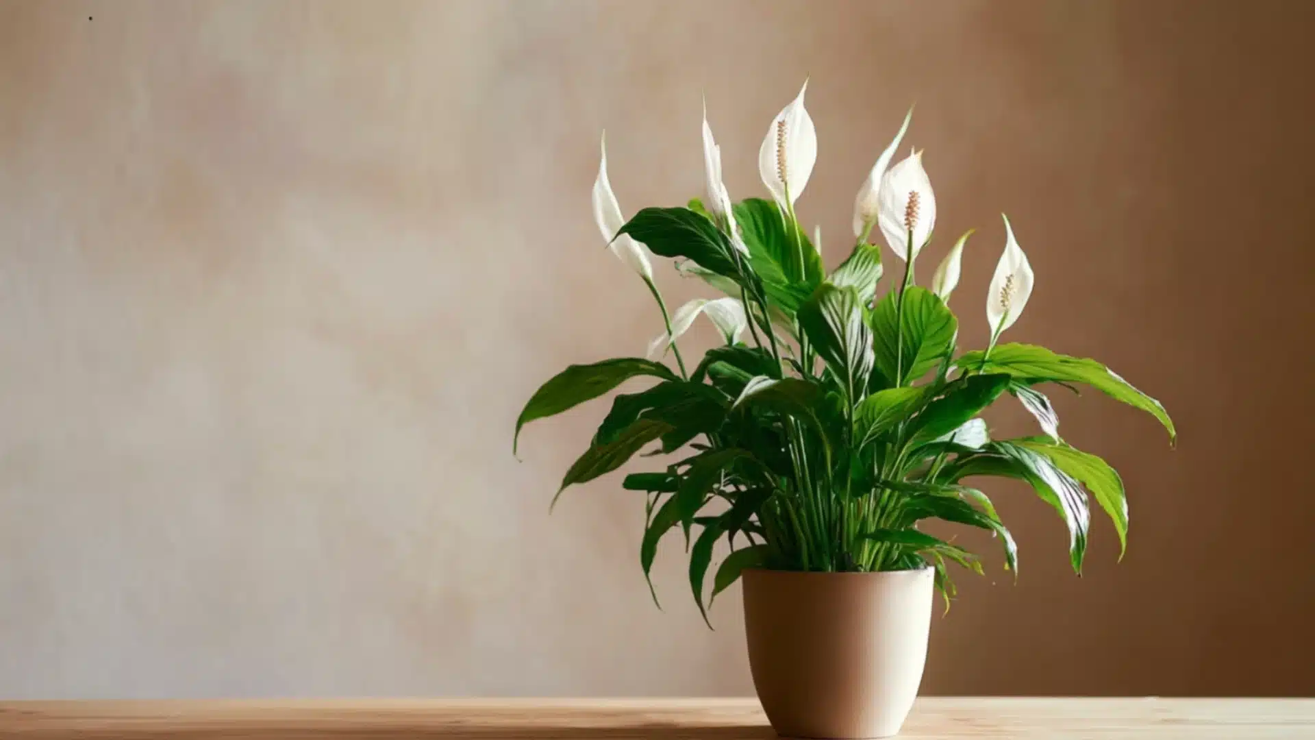 peace lily with lush green leaves and white blooms growing in a pot on a wooden table indoors