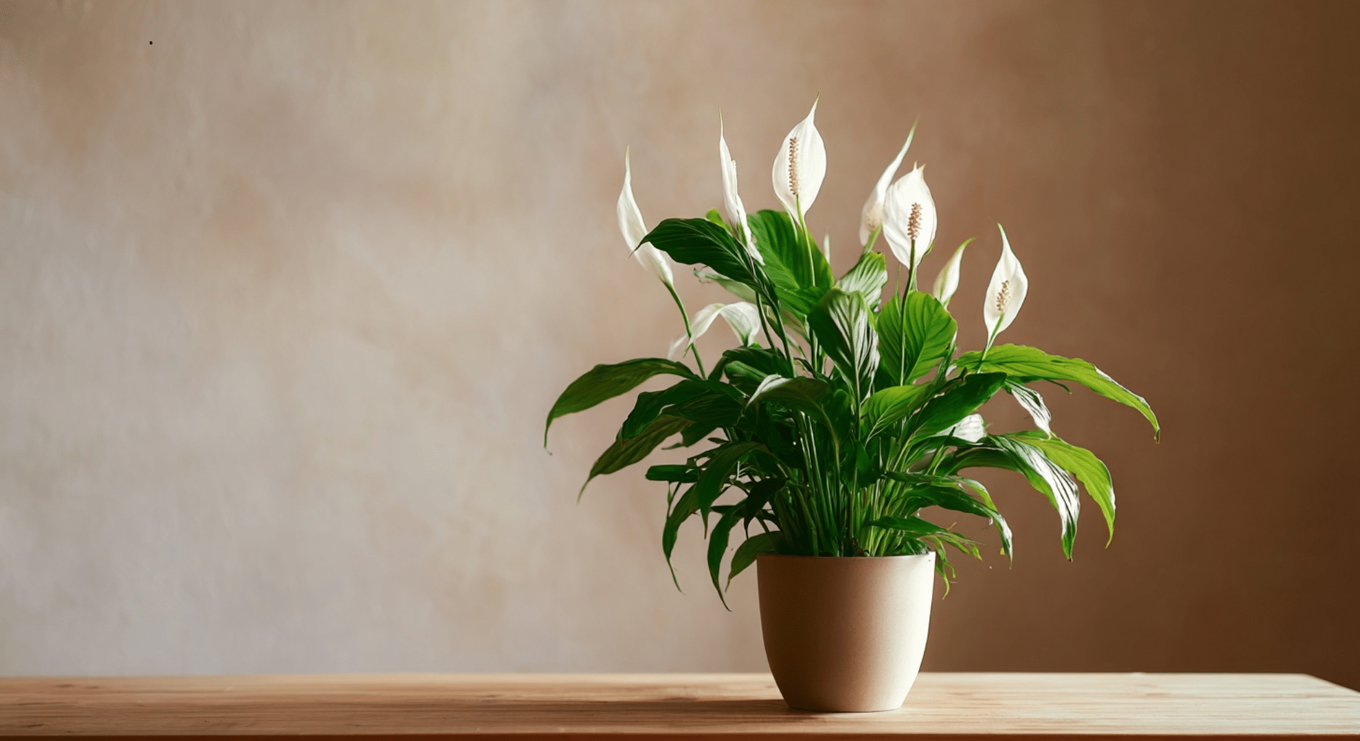 peace lily with wide green leaves and white spoon-shaped flower blooming indoors